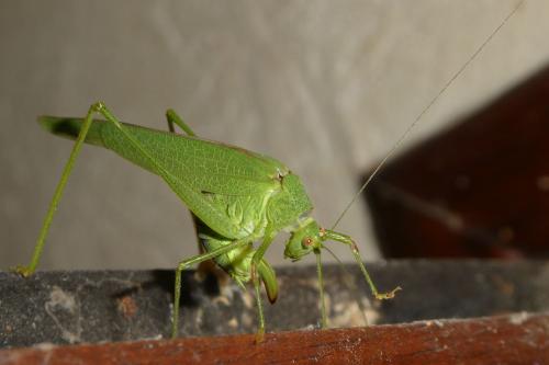 Phaneroptera nana